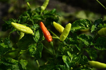 Chili plants thrive, the fruit is ripe, ready to be harvested by farmers. This chili is famous for being spicy. It's red when it's overripe. blurry background