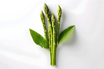 Top view fresh celery leaves on white background