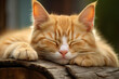 Peaceful Orange Tabby Cat taking a nap