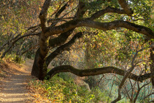 Nature Trail At The Magical Hour. Stevens Creek County Park, Santa Clara County, California