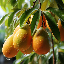 Mangoes (Mangifera) Plant Genus Of The Sumac Family (Anacardiaceae), Ai Generated