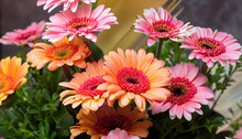 Pink And Orange Transvaal Daisy's In Bunch Of Flowers