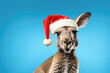 Kangaroo wearing a Christmas hat. Posing on blue background, funny looking. Celebrating Christmas concept