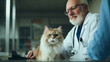 Cat being treated by a veterinarian at a veterinary clinic
