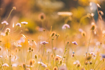 Wall Mural - Abstract soft focus sunset field landscape of white yellow flowers grass meadow warm golden hour. Tranquil spring summer nature closeup and blurred forest background. Idyllic relaxing nature