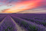 Fototapeta Lawenda - Fantastic panoramic field of purple lavender flowers, amazing summer landscape of blooming floral meadow, peaceful sunset view, agriculture scenic. Beautiful nature background, inspirational scene. 