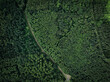 Birdseye aerial drone shot of a dense green forest with a path leading through it in England