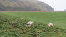 Sheep With Lambs Grazing On Green Grass Between Lupines On A Foggy Moody Day On Iceland In Early Summer
