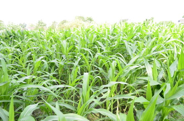 corn plants grow lush green in tropical indonesia, this corn plant is 2 months old