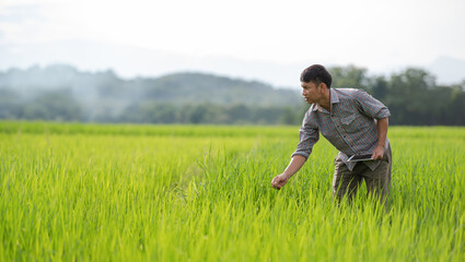 young Asian farmer examines rice on field