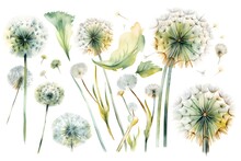 Watercolor Dandelions Set On White Background