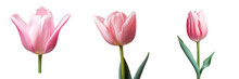 Pink Tulip Standing Alone On A Transparent Background