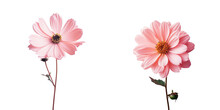 Artificial Pink Flower As Transparent Background