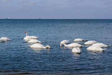 Sticker - Flock of white swans in the calm water of the Baltic Sea at Vistula Spit. Baltiysk. Russia