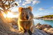 a happy quokka in sunshine at the beach on rocks with wide angle lens