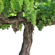 old grape vine in summer isolated 