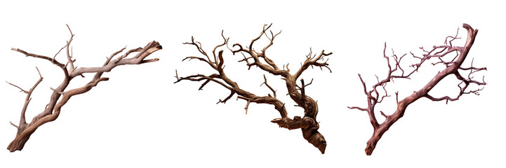 cracked bark of an isolated tree branch on transparent background