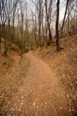 Wall Mural - Road in a forest inDolina Będkowska,  Jura Krakowsko-Częstochowska, Poland