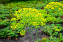Close Up Photo Of Dill Umbels