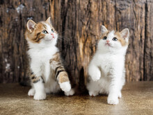 Two Small Colorful Kittens Sitting On A Table And Looking Up