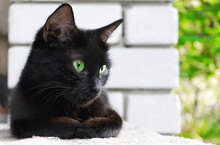 Black Cat Portrait. A Black Cat Lying On The Floor.  A Black Cat With Green Eyes. Green Eyes