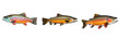 transparent background with a brook trout