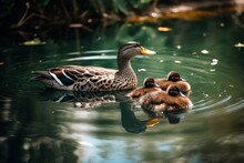 A Mother Duck Swimming With Her Two Ducklings In A Peaceful Pond