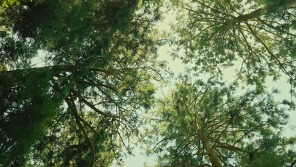 Wall Mural - Sun shining through bright green tree leaves in forest, Spring and summer, Young green spring tree background.