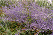 Perovskia atriplicifolia Blue Spire bush close up of blooming sage. Purple perovskia flowers background. Viotel salvia flower in flowerbed garden. Petal bud. Botanical gardening. Floral bloom.