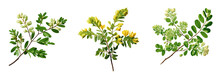 The European Tree Known As False Acacia Bears Black Locust Branches Flowers And Leaves