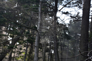 Spider Web Hanging Between Tree Branches in the Summer