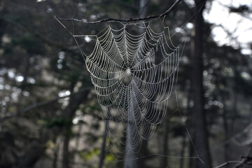 Looking into a Large Spider Web Up Close