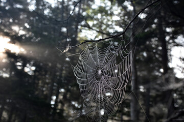 Silky Spider Web in a Wooded Grove