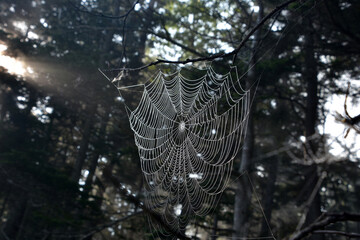 Glistening Spider Web in a Forest Among Trees
