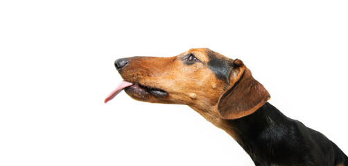 Wall Mural - Profile hungry dachshund puppy dog licking its lips with tongue. Isolated on white background