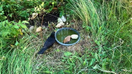 Wall Mural - Common blackbird drinking water from a plastic bowl on the ground in the forest