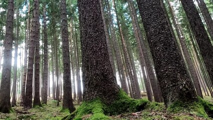 Wall Mural - Footage of forest trees trunks with sunlight