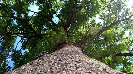 Wall Mural - Low angle of a high tree trunk with foliage branches under sunny blue sky