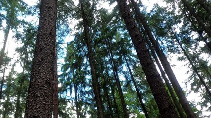 Wall Mural - Low angle  shot of high tall trees with bright sky
