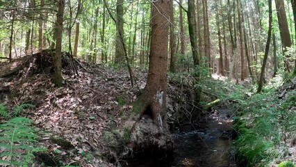 Wall Mural - Narrow stream with long tree trunks in the forest on a sunny day