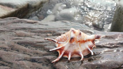 Poster - Sea shell lies on seashore.