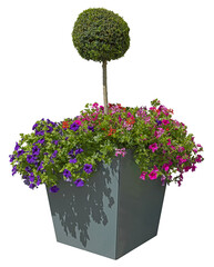 Wall Mural - Buxus sur tiges dans un bac avec des surfinia