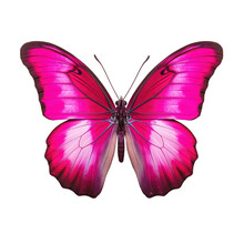 Multicolored Butterfly For Design. Isolated On Transparent Background. Fuschia Pink Butterfly