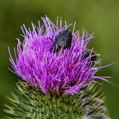 Sticker - Close-up of a bug perched atop a vibrant purple thistle flower