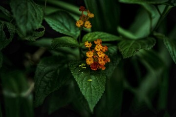 Poster - Vibrant yellow lantana flower stands out against a lush backdrop of green foliage