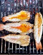 River prawns cooked on the grill