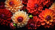 Dahlia Flower Mature And Magnificent Closeup Created With Generative AI Technology.