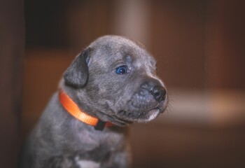 Wall Mural - Closeup shot of an American bully puppy looking down in a room with blurry background