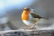 Close up of a robin perched on a tree branch