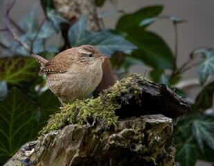 Sticker - Small Wren (Troglodytes troglodytes) perched on a tree